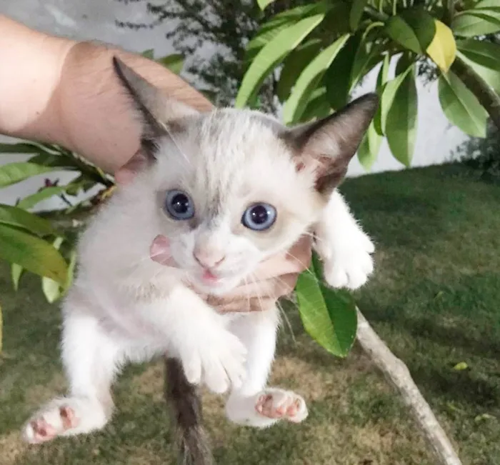 Gato ra a SRD idade Abaixo de 2 meses nome Gatinhos filhotes