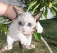 Gatinhos filhotes