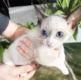 Gatinhos filhotes