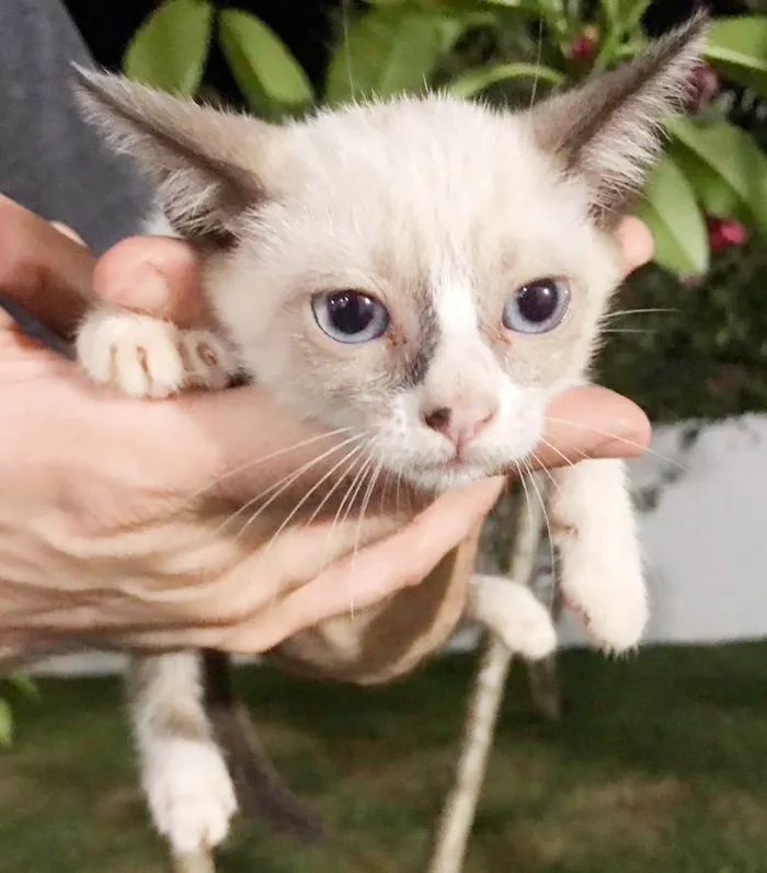 Gato ra a SRD idade Abaixo de 2 meses nome Gatinhos filhotes