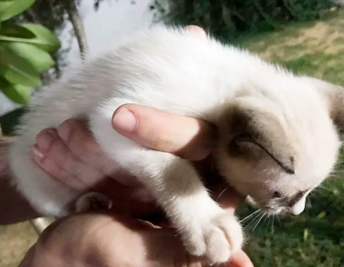 Gato ra a SRD idade Abaixo de 2 meses nome Gatinhos filhotes