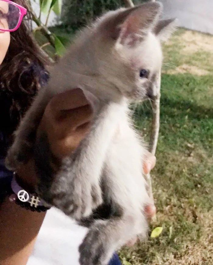 Gato ra a SRD idade Abaixo de 2 meses nome Gatinhos filhotes