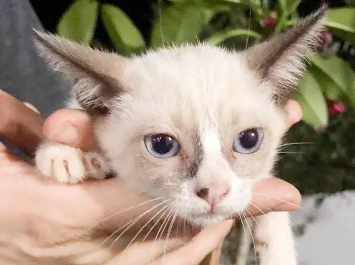 Gato ra a SRD idade Abaixo de 2 meses nome Gatinhos filhotes