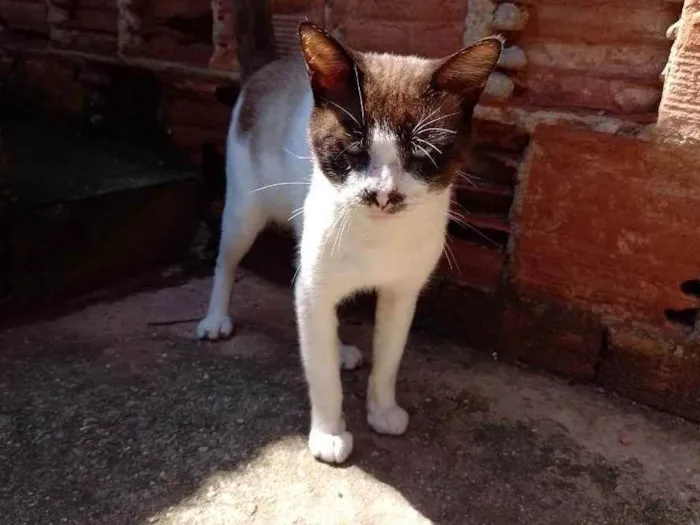 Gato ra a  idade  nome Sem nome