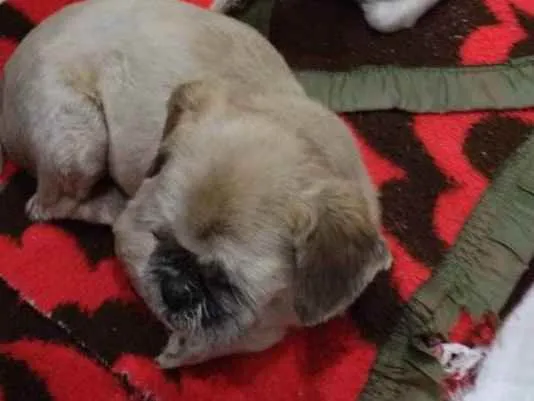 Cachorro raça Shitzu  idade 6 ou mais anos nome Layla/suzy