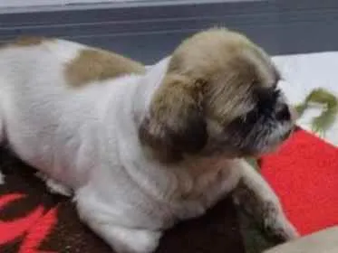 Cachorro raça Shitzu  idade 6 ou mais anos nome Layla/suzy