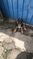 Cachorro raça Não sei  idade 2 a 6 meses nome Não tem 