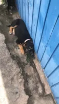 Cachorro raça Não sei  idade 2 a 6 meses nome Não tem 