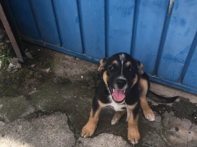 Cachorro raça Não sei  idade 2 a 6 meses nome Não tem 