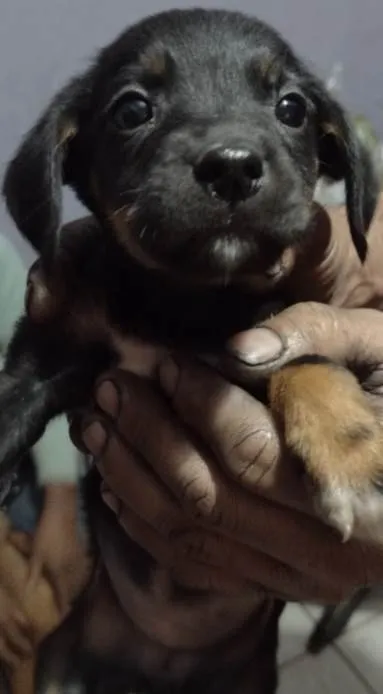 Cachorro ra a Vira lata idade 2 a 6 meses nome Ainda sem nome 