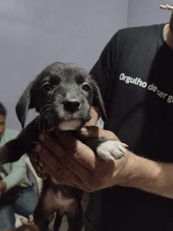 Cachorro ra a Vira lata idade 2 a 6 meses nome Ainda sem nome 