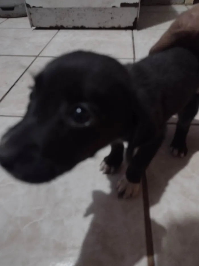 Cachorro ra a Vira lata idade 2 a 6 meses nome Ainda sem nome 