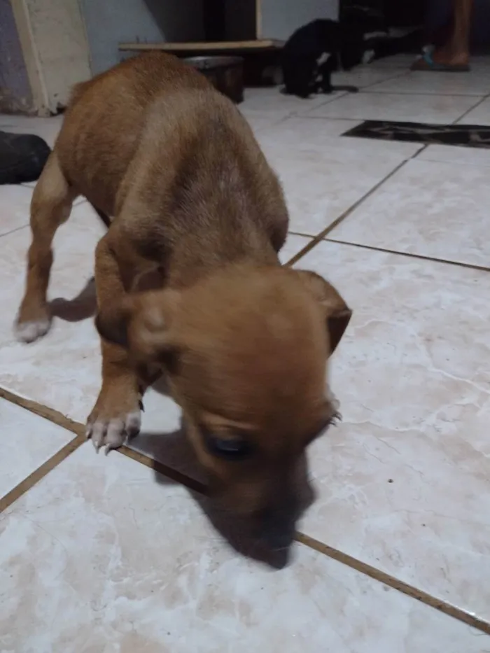 Cachorro ra a Vira lata idade 2 a 6 meses nome Ainda sem nome 