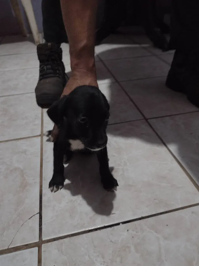 Cachorro ra a Vira lata idade 2 a 6 meses nome Ainda sem nome 