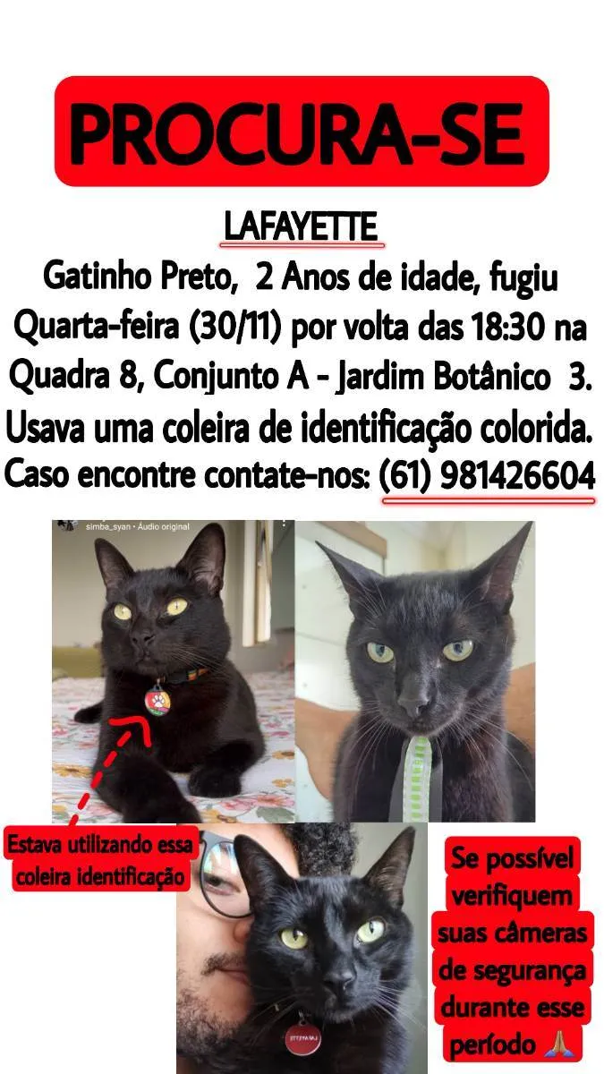 Gato ra a SRD idade 2 anos nome Lafayette