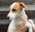 Cachorro raça SRD  idade 2 a 6 meses nome Sem Nome