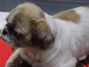 Cachorro raça Shitzu  idade 6 ou mais anos nome Layla/suzy