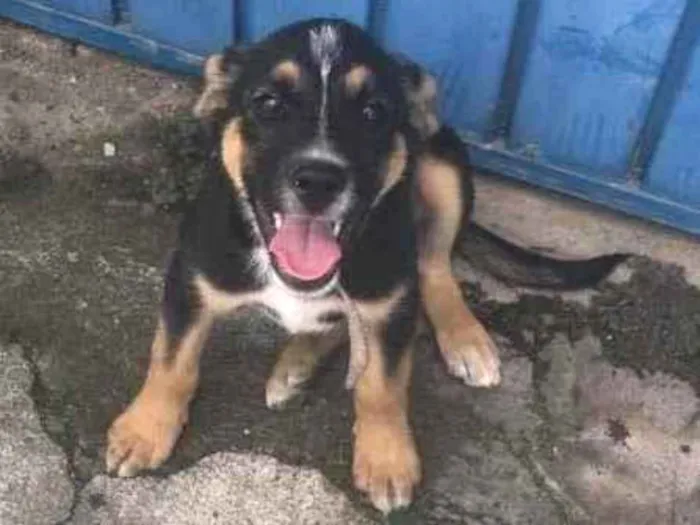 Cachorro raça Não sei  idade 2 a 6 meses nome Não tem 