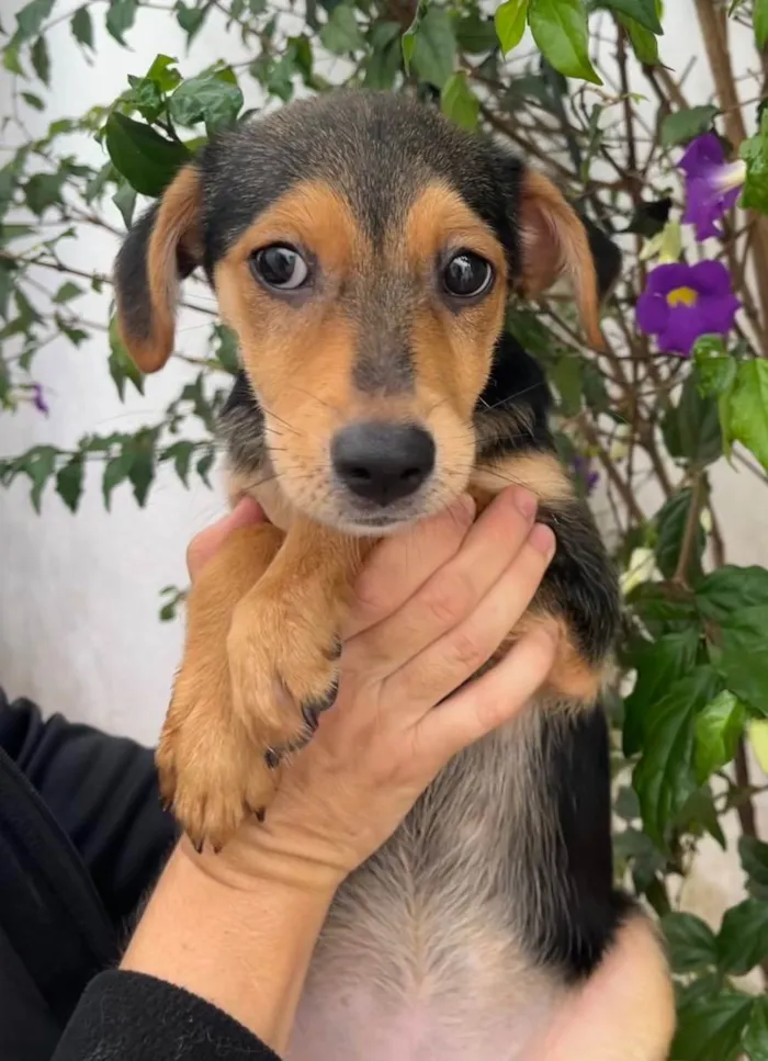 Cachorro raça SRD  idade 2 a 6 meses nome Sem Nome