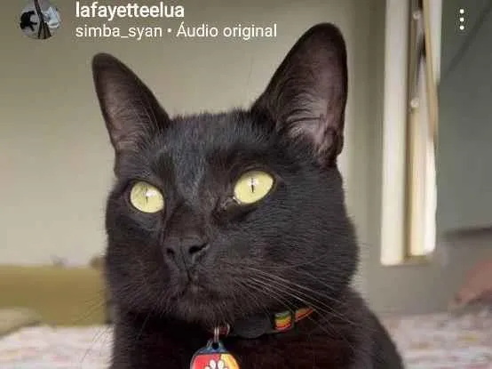 Gato ra a SRD idade 2 anos nome Lafayette