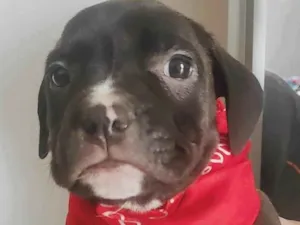 Cachorro raça Pitbull  idade Abaixo de 2 meses nome Atreus