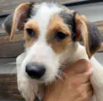 Cachorro raça SRD  idade 2 a 6 meses nome Sem Nome