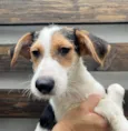 Cachorro raça SRD  idade 2 a 6 meses nome Sem Nome
