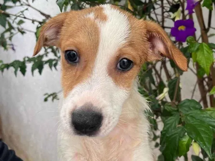 Cachorro raça SRD  idade 2 a 6 meses nome Sem Nome
