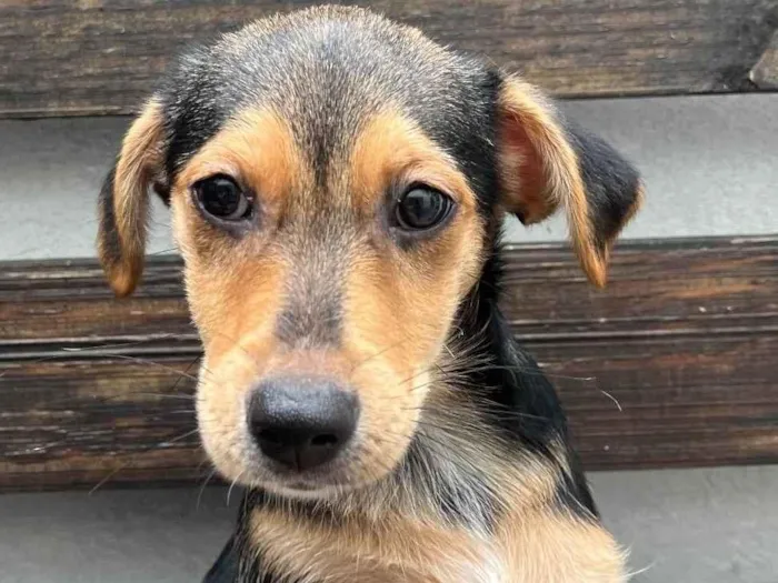 Cachorro raça SRD  idade 2 a 6 meses nome Sem Nome