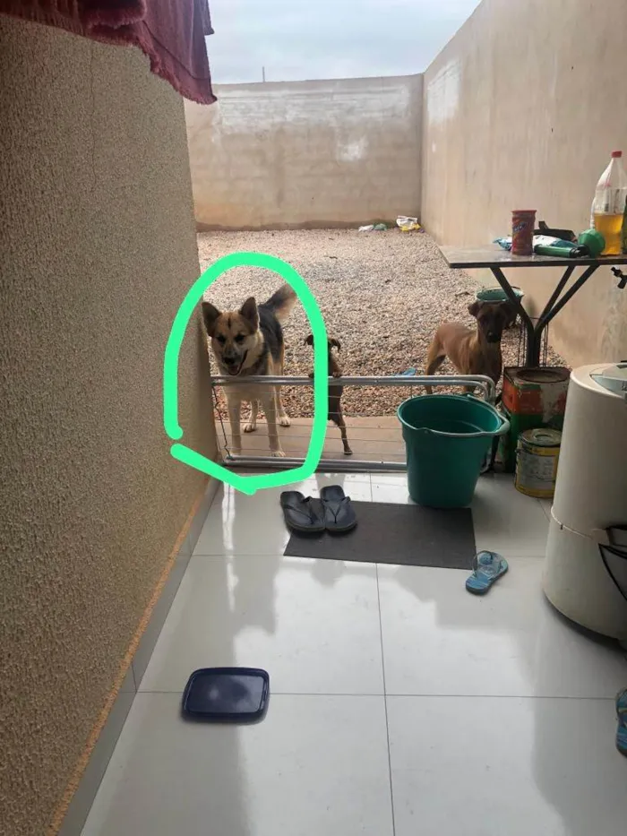 Cachorro raça Pastor alemão com Husky idade 3 anos nome Skay