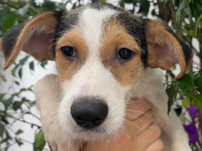 Cachorro raça SRD  idade 2 a 6 meses nome Sem Nome