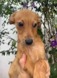 Cachorro raça SRD  idade 2 a 6 meses nome Sem Nome