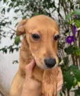 Cachorro raça SRD  idade 2 a 6 meses nome Sem Nome