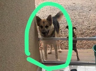 Cachorro raça Pastor alemão com Husky idade 3 anos nome Skay