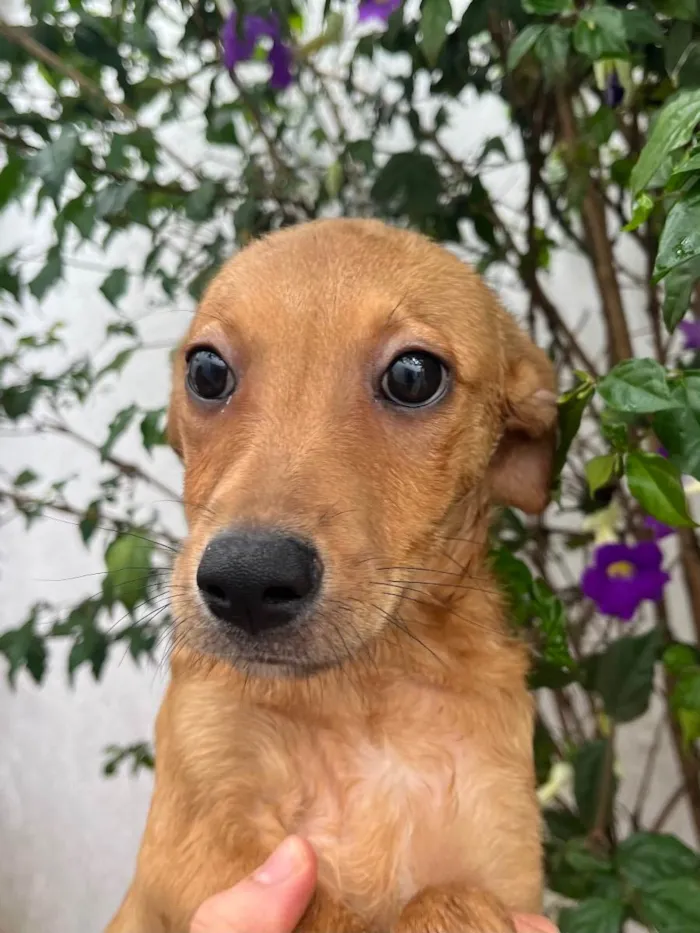 Cachorro raça SRD  idade 2 a 6 meses nome Sem Nome