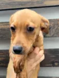 Cachorro raça SRD  idade 2 a 6 meses nome Sem Nome