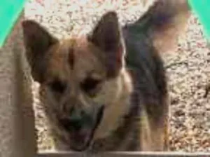 Cachorro raça Pastor alemão com Husky idade 3 anos nome Skay