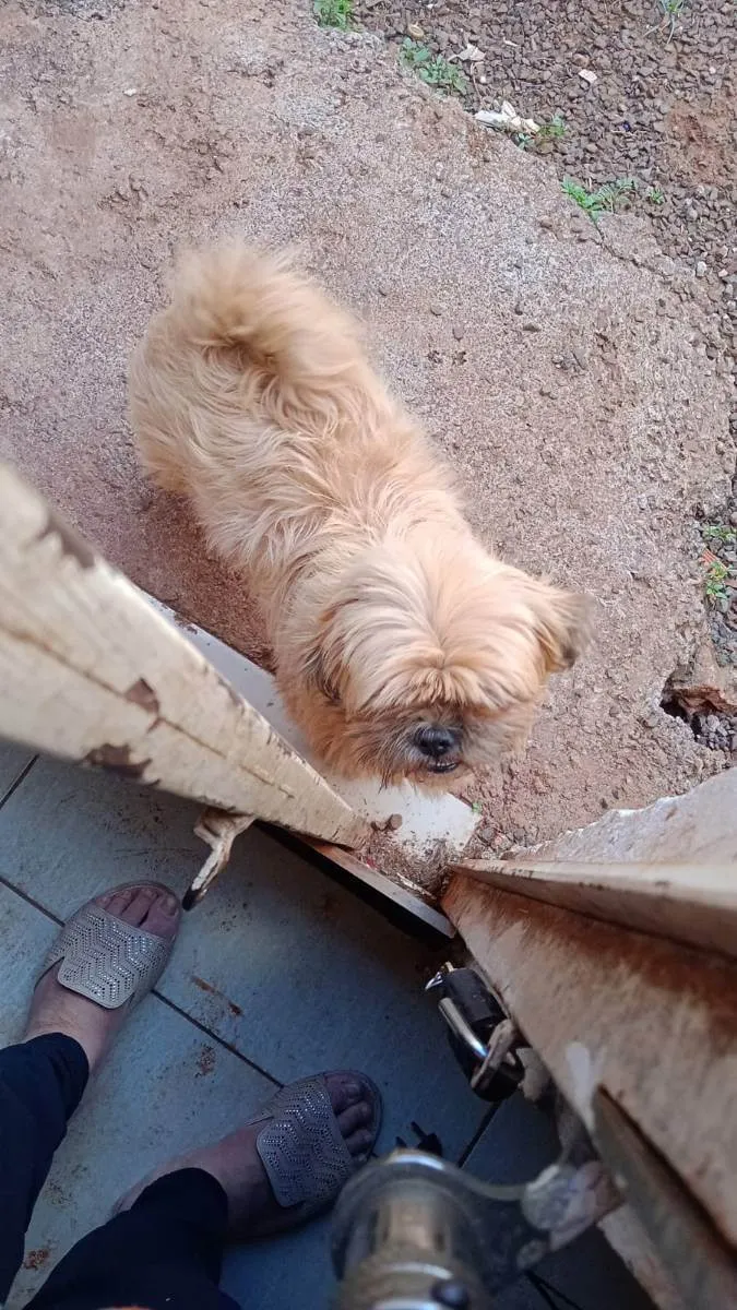 Cachorro ra a viralata/ idade 2 anos nome Mel e boy