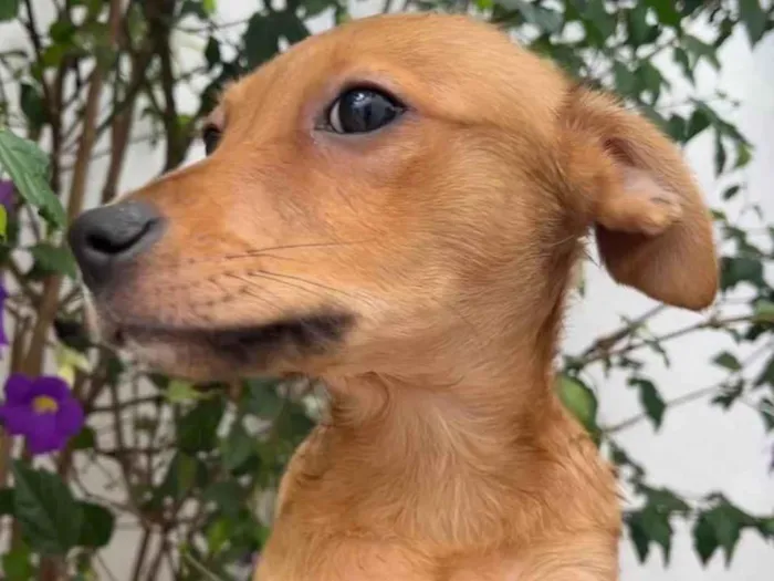 Cachorro raça SRD  idade 2 a 6 meses nome Sem Nome
