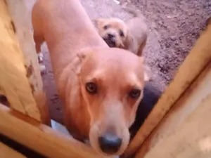 Cachorro raça viralata/ idade 2 anos nome Mel e boy