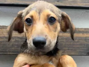 Cachorro raça SRD  idade 2 a 6 meses nome Sem Nome