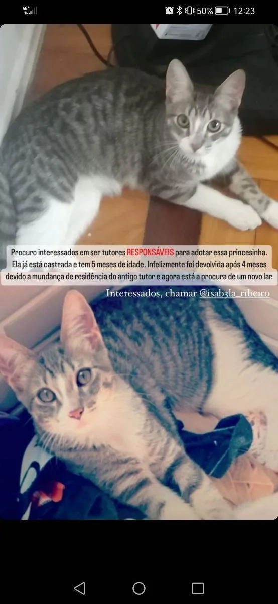 Gato ra a SRD idade 2 a 6 meses nome Mel