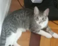 Mel