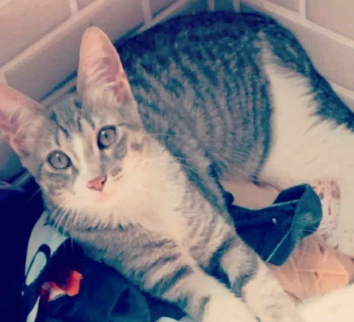 Gato ra a SRD idade 2 a 6 meses nome Mel