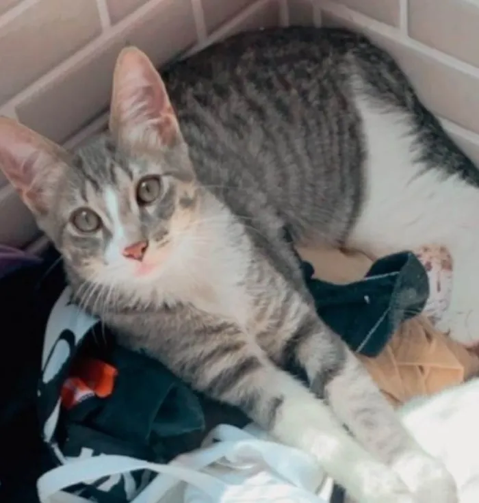 Gato ra a SRD idade 2 a 6 meses nome Mel