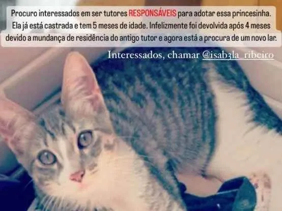 Gato ra a SRD idade 2 a 6 meses nome Mel