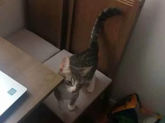 Gato ra a SRD idade 2 a 6 meses nome Mel