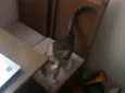 Mel