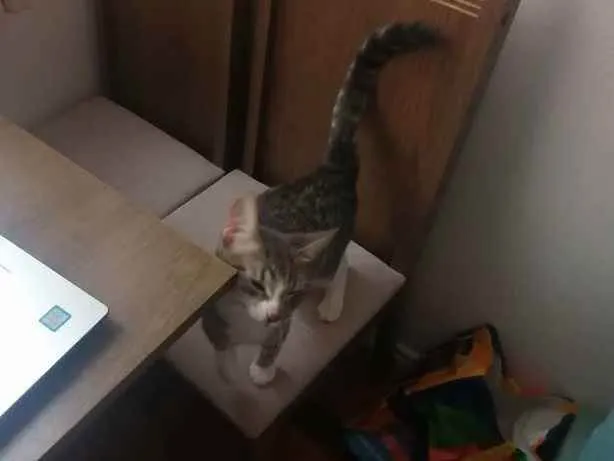 Gato ra a SRD idade 2 a 6 meses nome Mel
