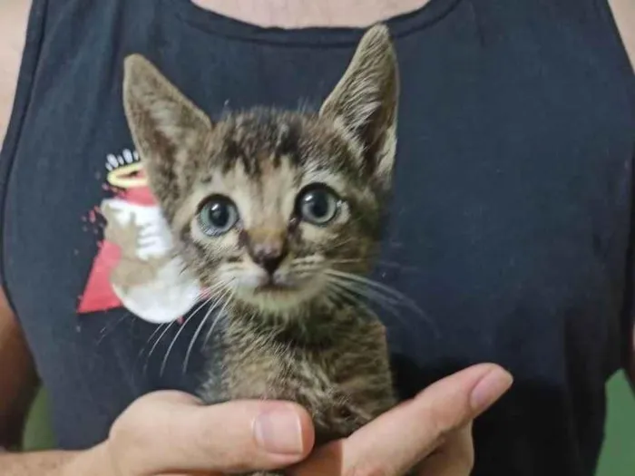 Gato ra a SRD idade Abaixo de 2 meses nome Paçoquinha